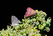 (Pyrausta laticlavia) the southern purple mint moth eating nectar on Hercules club unopened blooms