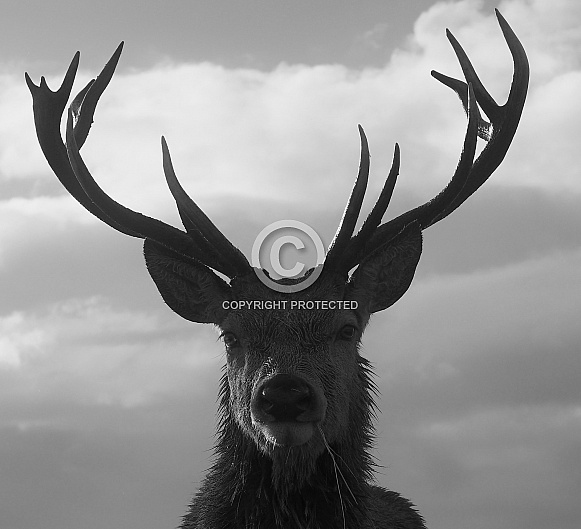 Red Deer Stag