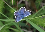 Silver studded Blue