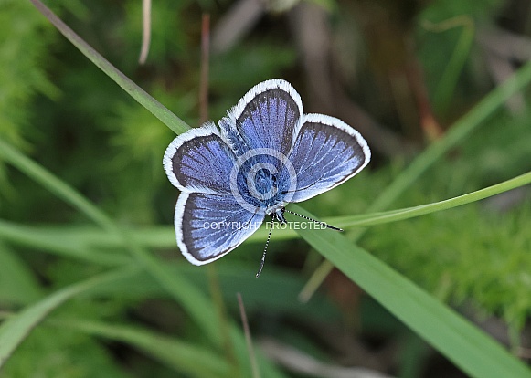 Silver studded Blue