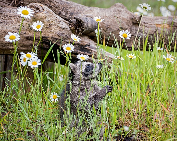 Raccoon Baby - 2 Months Old Raccoon Baby - 2 Months Old