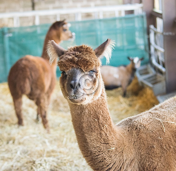 Huacaya Alpaca Huacaya Alpaca