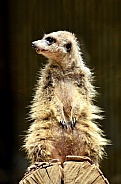 Meerkat