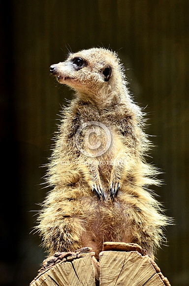 Meerkat