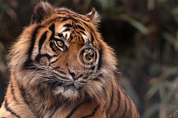 Sumatran Tiger Close Up