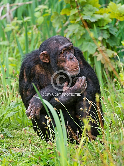Young Chimp Young Chimp