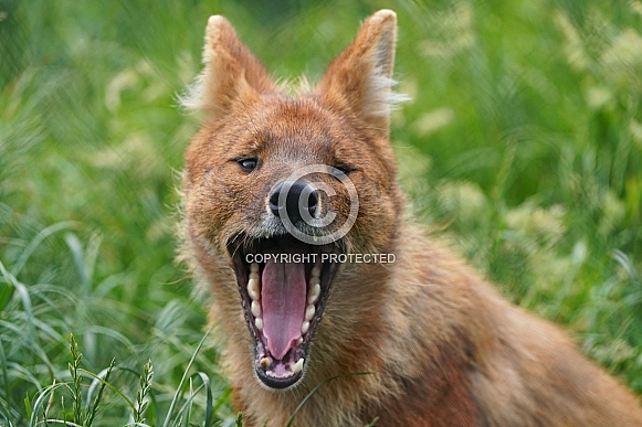 Chinese Dhole