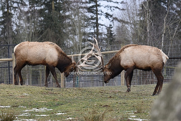 Roosevelt Elk
