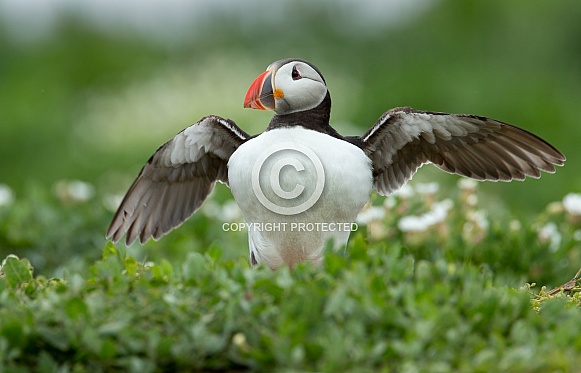 Puffin the birds from the arctic.