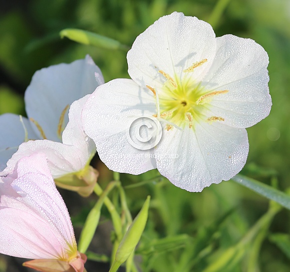 Pink Primrose with the morning dew