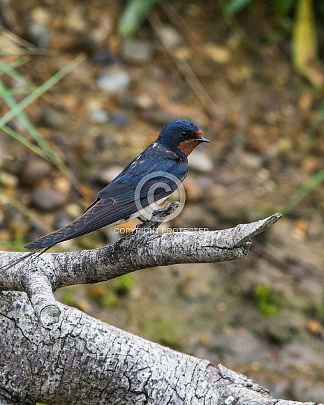 Barn Swallow Barn Swallow