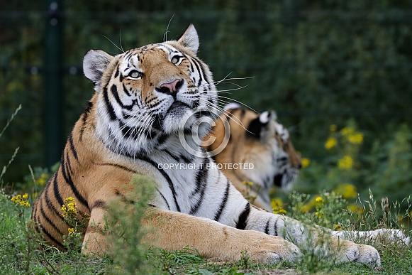 Siberian tiger