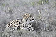 Cheetah - Female