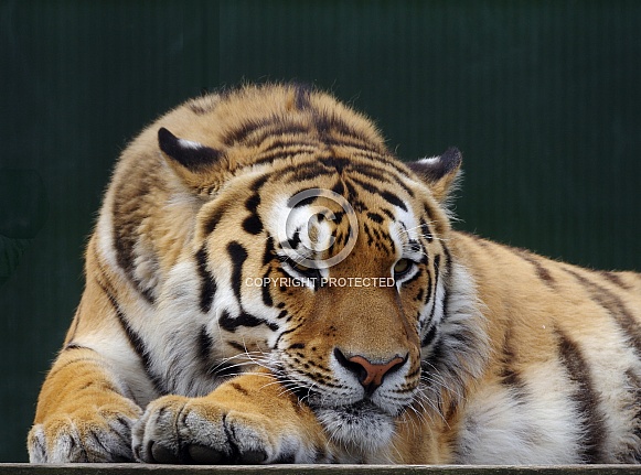 Siberian Tiger male