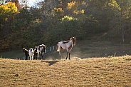 Missouri Fox Trotter foals