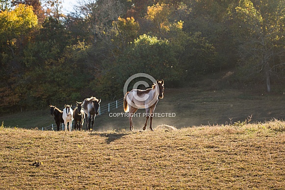 Missouri Fox Trotter foals