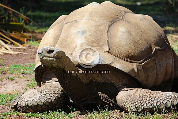 Aldabra Giant Tortoise Aldabra Giant Tortoise