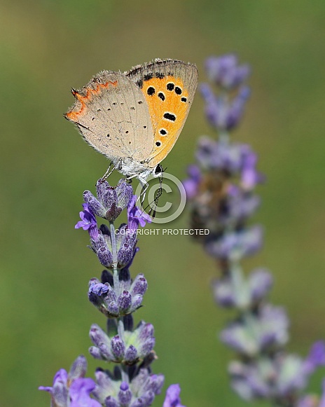 Small Copper Butterfly