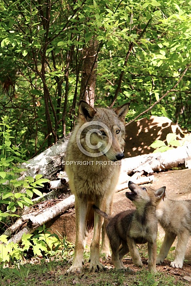 Wolf and Wolf Pups