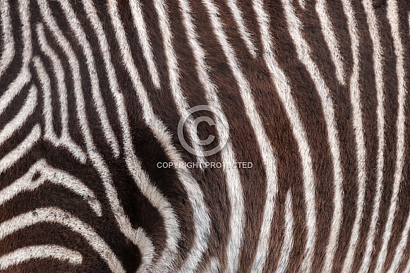 Close Up Zebra Pattern