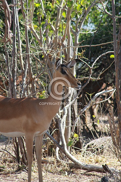 Impala
