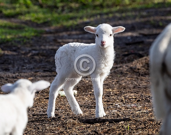 Baby sheep Lambs Baby sheep Lambs