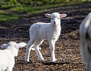 Baby sheep Lambs
