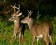 White tail deer