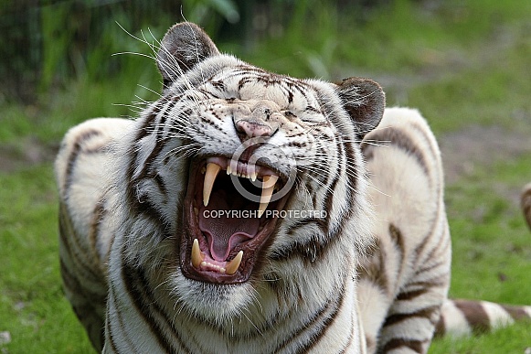 White Tiger