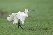 The Eurasian spoonbill