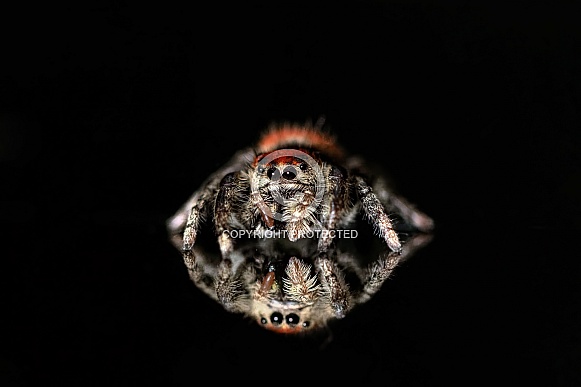 Jumping Spider
