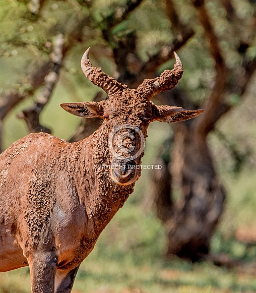 Muddy Tsessebe Muddy Tsessebe