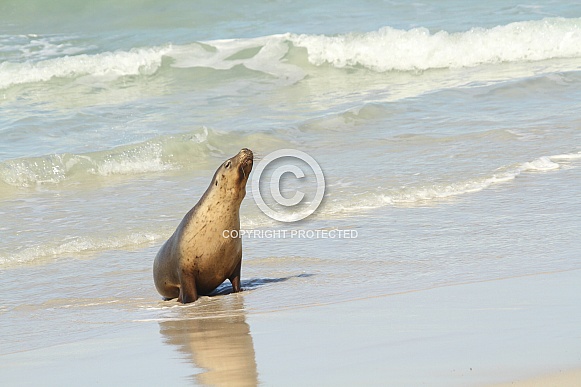 Fur Seal