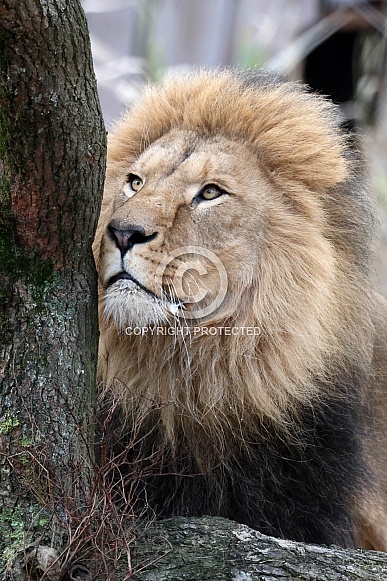 Lion (Panthera Leo)