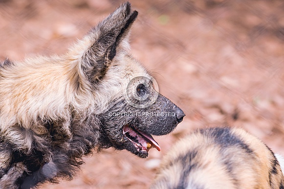 Wild dogs Wild dogs