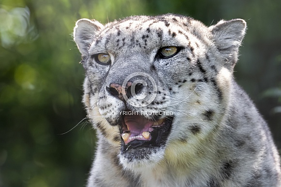 Snow leopard