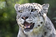 Snow leopard