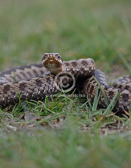 Adder Adder