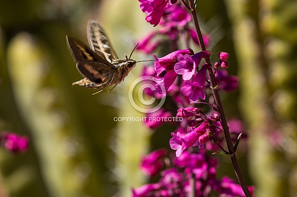 Hummingbird Moth Hummingbird Moth