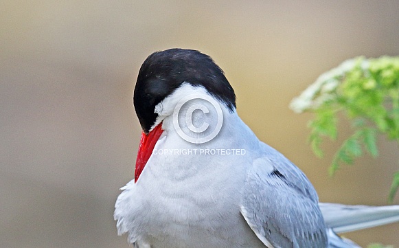 Arctic Tern