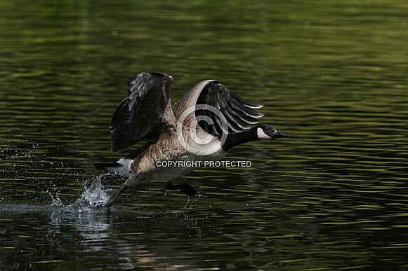 Canada Goose