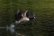 Canada Goose