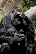 Western Lowland Gorilla