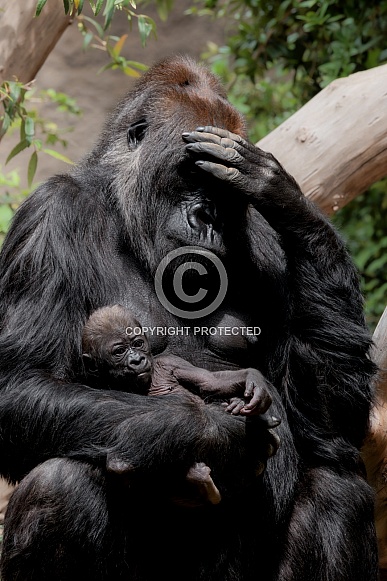 Western Lowland Gorilla