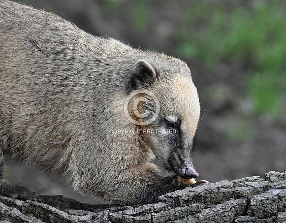 Coati Coati