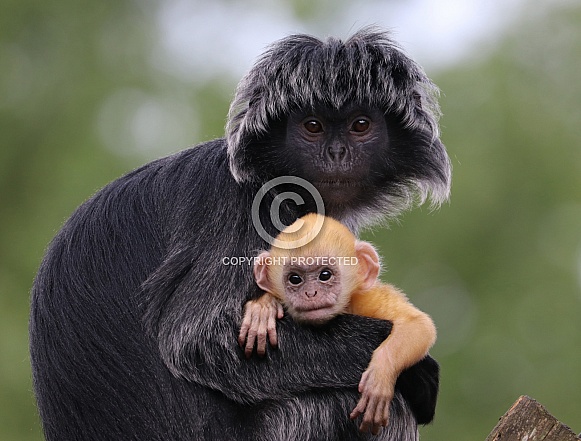 East Javan Langur (Trachypithecus Auratus)