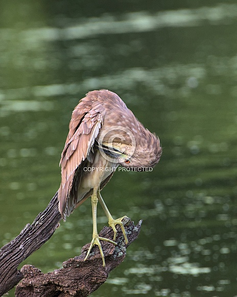 Juvenile Black-Crowned Night Heron