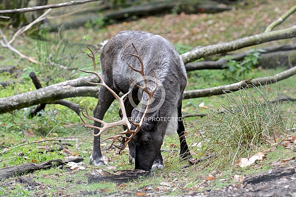 Caribou (Reindeer) Caribou (Reindeer)