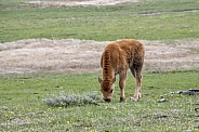 Bison Calf in Yellowstone National Park