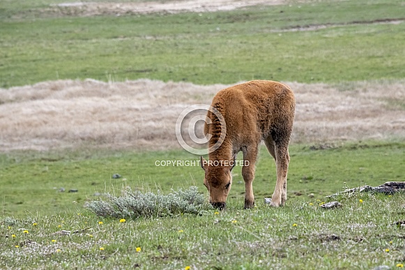 Bison Calf in Yellowstone National Park Bison Calf in Yellowstone National Park